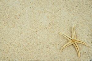 starfish on the beach copy space photo