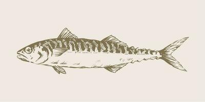 Realistic Hand Drawn Illustration a Mackerel, Scomber vector