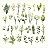 AI generated Collection of watercolor herbs clipart on white background. AI Generated photo