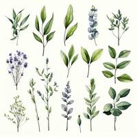 AI generated Collection of watercolor herbs clipart on white background. AI Generated photo