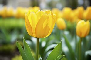 ai generado amarillo tulipán en el jardín. ai generado foto