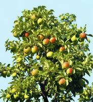 ai generado un hermosa verde manzana árbol. ai generado foto