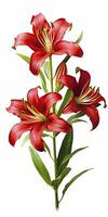 AI generated Red Lilies isolated on white background. AI Generated photo