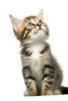 AI generated Playful funny kitten looking up isolated on a white background. AI Generated photo