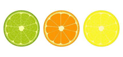 Citrus fruit slices icon vector