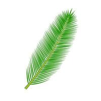 tropical palm leave vector