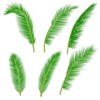tropical palm leaves collection vector