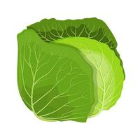 Fresh green cabbage vegetable vector