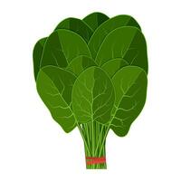 Bunch of fresh spinach close up. vector