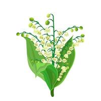 Lily Of The Valley vector
