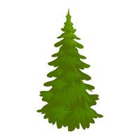 spruce, evergreen tree, vector