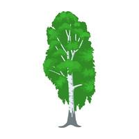 abedul árbol aislado en blanco. vector