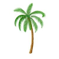 A palm tree vector