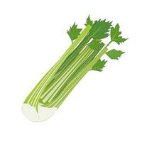 Fresh Vegetable Celery isolated icon vector