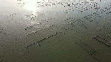 Aerial sunset view of cultivate fish on the lake such as cat fish is alternative to divers the food nutrition. video