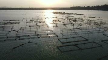 Aerial sunset view of cultivate fish on the lake such as cat fish is alternative to divers the food nutrition. video