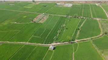 Aerial view of toll road that surrounded by nature in Boyolali, Java , Indonesia video