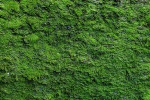 Moss texture. Moss background. Green moss on grunge texture, background photo
