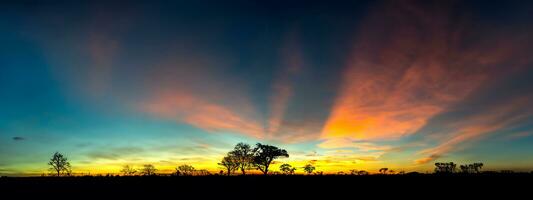 Panorama silhouette tree in africa with sunset.Tree silhouetted against a setting sun.Dark tree on open field dramatic sunrise.Typical african sunset with acacia trees in Masai Mara, Kenya photo