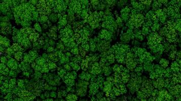 Aerial Drone View of Forest at Spring.Top Down View photo