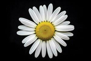 AI generated Common daisy isolated on black background. AI Generated photo