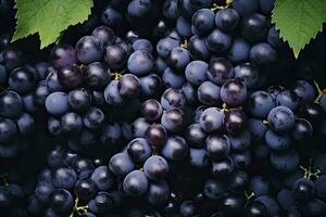 ai generado plano laico antecedentes de vides, un montón de orgánico azul oscuro uvas. ai generado foto