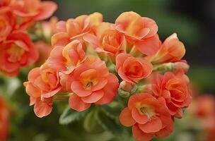 ai generado kalanchoe Blossfeldiana. ai generado foto