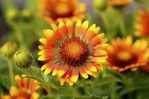 ai generado gaillardia o cobija flor. brillante y vistoso sombras de calentar tonos ai generado foto