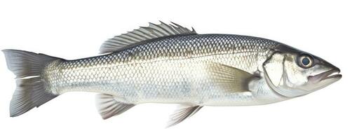 AI generated One fresh sea bass fish isolated on white background. AI Generated. photo