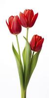 AI generated Red tulips isolated on white background. AI Generated photo