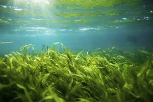 AI generated Underwater view of a group of seabed with green seagrass. AI Generated photo