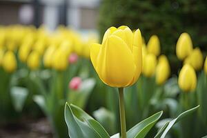 ai generado amarillo tulipán en el jardín. ai generado foto