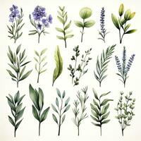 AI generated Collection of watercolor herbs clipart on white background. AI Generated photo