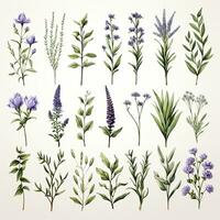 AI generated Collection of watercolor herbs clipart on white background. AI Generated photo