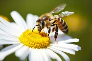 AI generated Bee and flower. Close up of a bee collecting honey on a daisy flower on a sunny day. Generative AI photo