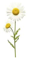 AI generated Common daisy isolated on white background. AI Generated photo