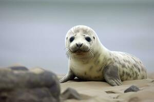 AI generated Harbor seal cub. AI Generated photo