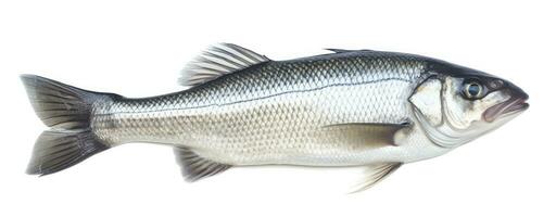 AI generated One fresh sea bass fish isolated on white background. AI Generated. photo