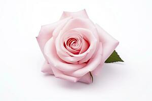 AI generated Pink rose isolated on white background. AI Generated photo