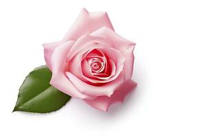 AI generated Pink rose isolated on white background. AI Generated photo