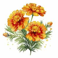 AI generated Watercolor autumn marigold flowers with raindrops on white background. AI Generated photo