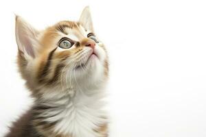 AI generated Playful funny kitten looking up isolated on a white background. AI Generated photo