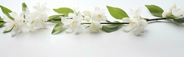 AI generated Jasmine flowers on white surface. AI Generated photo