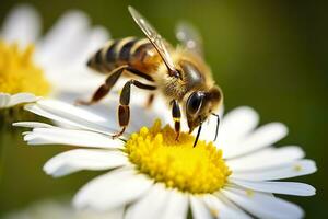 AI generated Bee and flower. Close up of a bee collecting honey on a daisy flower on a sunny day. Generative AI photo