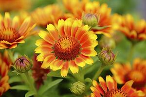 ai generado gaillardia o cobija flor. brillante y vistoso sombras de calentar tonos ai generado foto