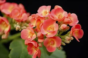 ai generado kalanchoe Blossfeldiana. ai generado foto