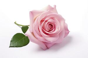 AI generated Pink rose isolated on white background. AI Generated photo