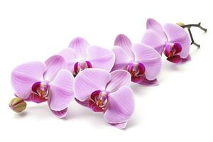 AI generated Pink Orchid isolated on white background. AI Generated photo