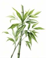 AI generated Watercolor bamboo clipart isolated on white background. AI Generated photo