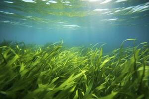 AI generated Underwater view of a group of seabed with green seagrass. AI Generated photo